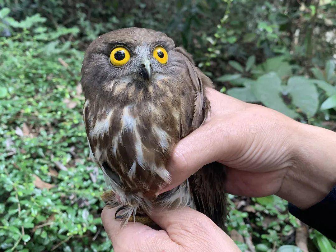 民警将鹰鸮送往圭峰山动物园交由工作人员妥善安置热心市民黎小姐把