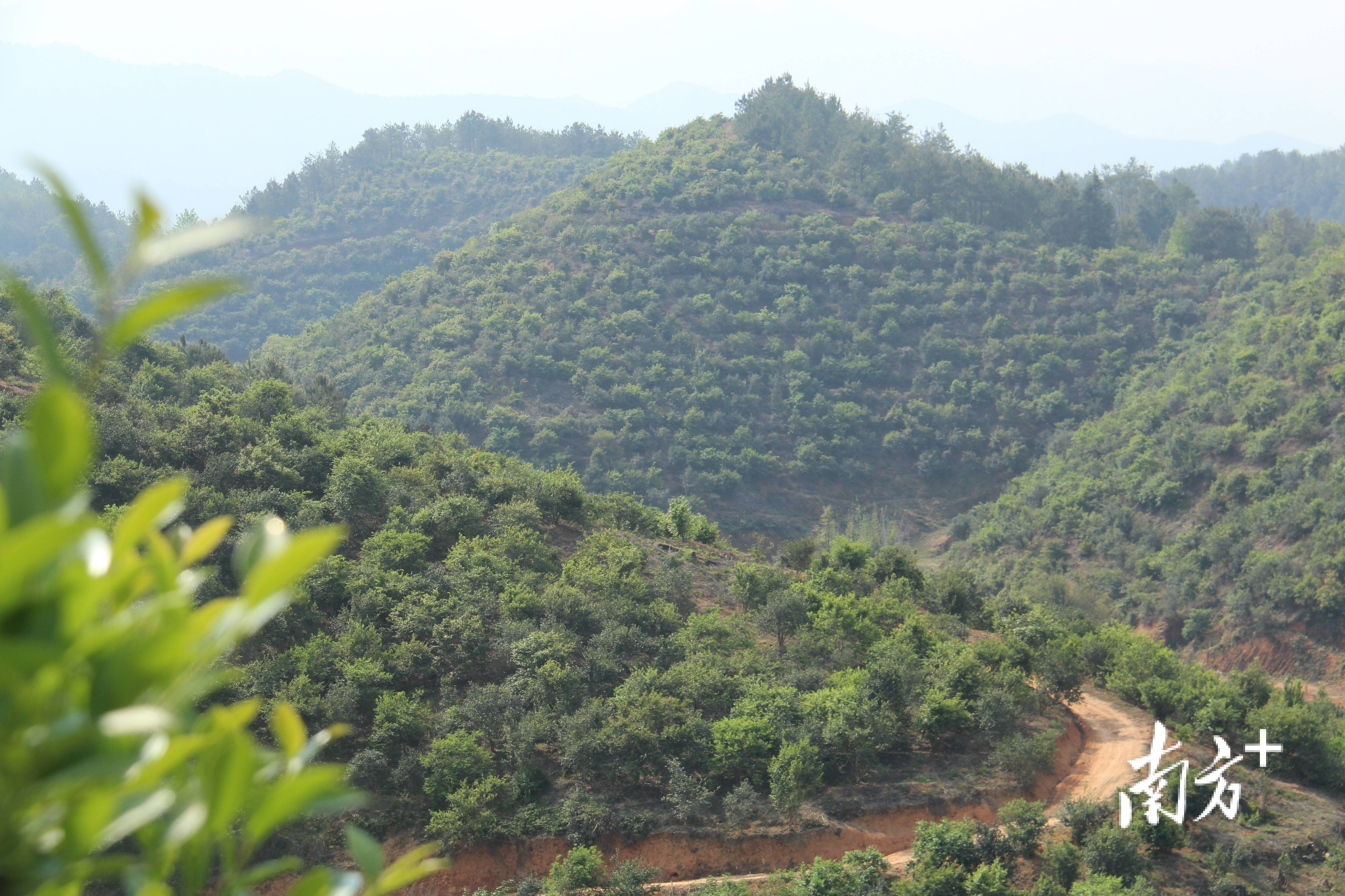 茶油树（茶油树怎么种植油茶树怎么管理） 第2张