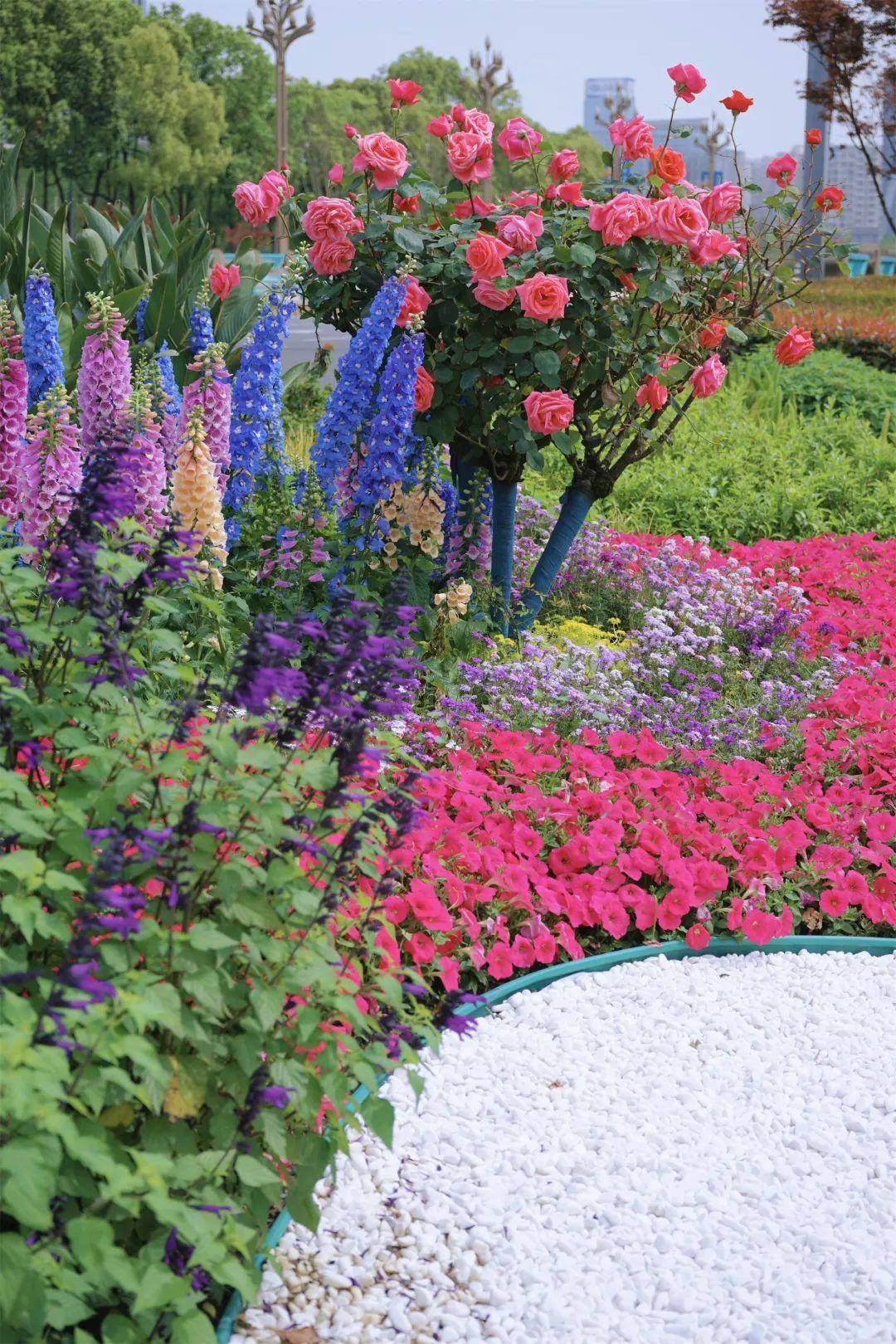 成都的绿化带,比开业花篮还热闹_二环_月季_高架