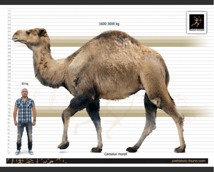 一文读懂骆驼的进化史_北美_来源_形态
