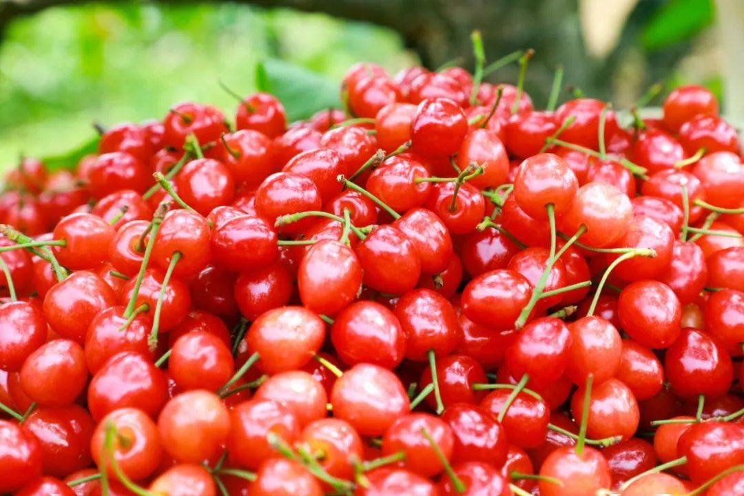 大方猫场:产销两旺 万亩樱桃喜获丰收_猫场镇_种植_大方县