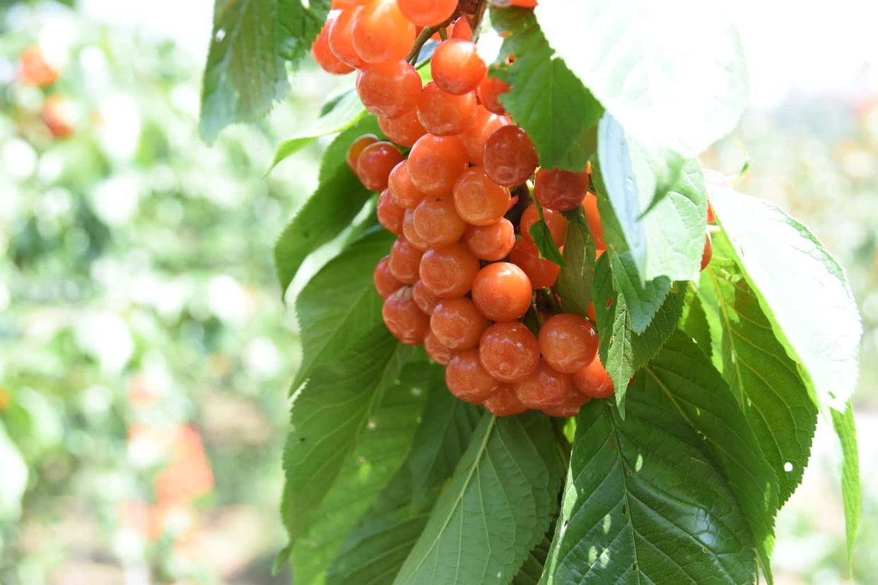 荣县度佳镇:1500亩樱桃园里人如潮_客人_村民_玛瑙