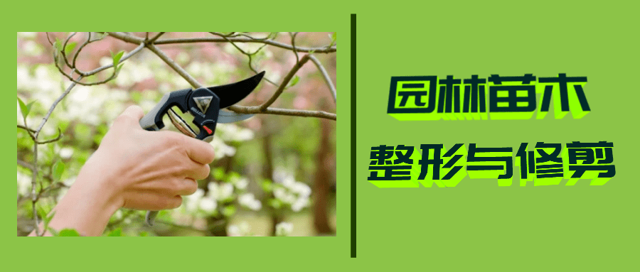 园林苗木的整形与修剪，请查收~_树木_进行_枝条