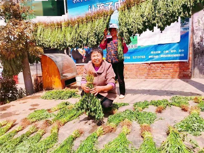 苜蓿花（紫花苜蓿图片） 第1张