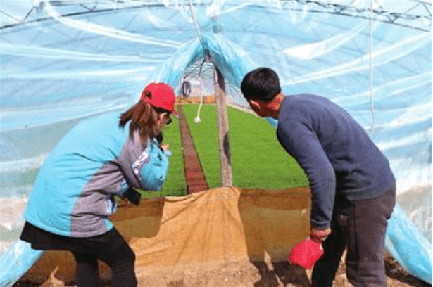 水稻秧苗长势旺 只待插秧盼丰年_工作_达里巴乡_农业