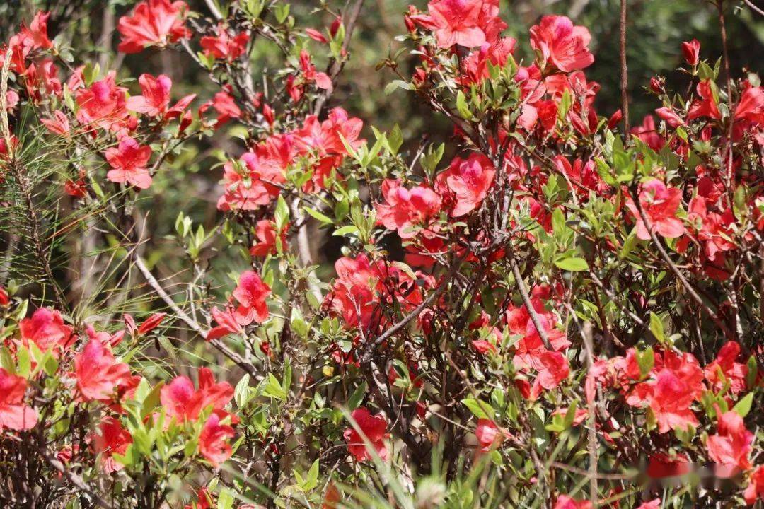 大湖杜鹃花海又红了!_岭头村_发展_游客
