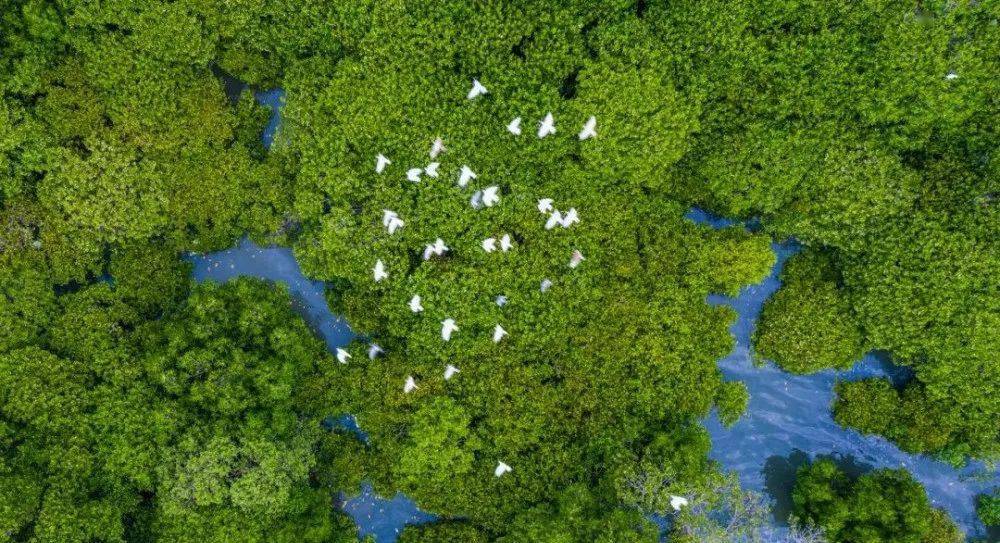 湛江市麻章区湖光镇西南面世乔村金牛岛红树林片区全国每3棵红树林就