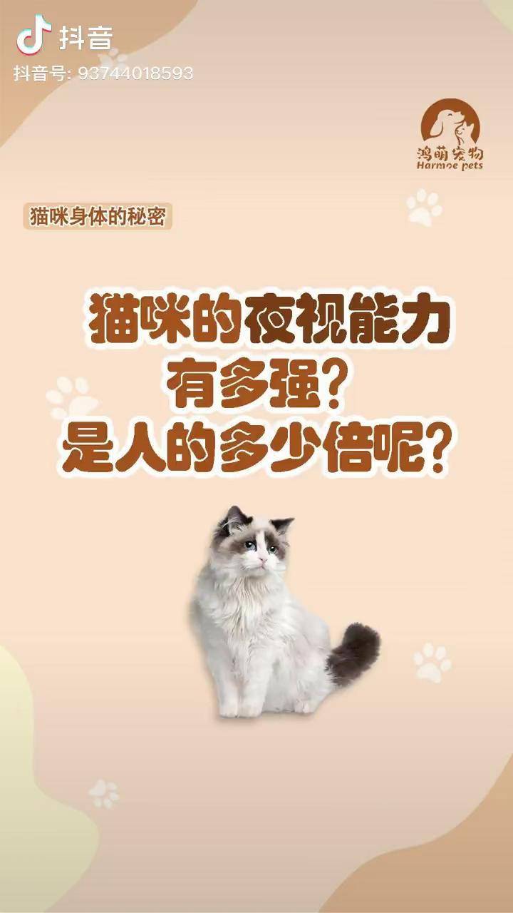 猫咪的夜视能力有多强?是人的多少倍呢?