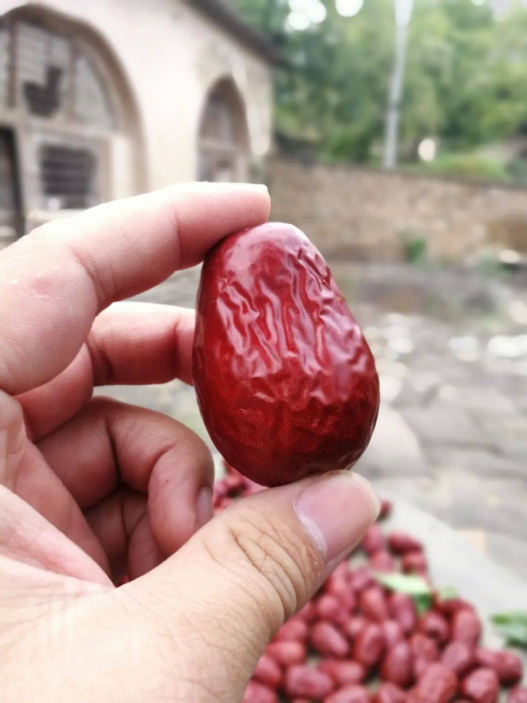 被名字耽误的陕北狗头枣,皮薄核小肉厚,香甜醇美,不尝一口不知道多