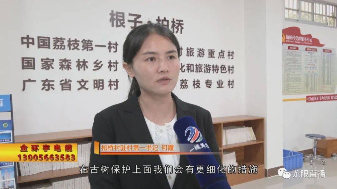 【感恩奋进 起而行之】高州根子镇柏桥村:保护荔枝古树,传承荔枝文化