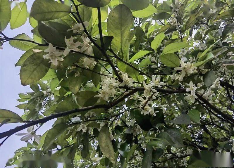 湖南省常德市澧縣酸橙枳實花開茂盛_花朵_種植_地塊