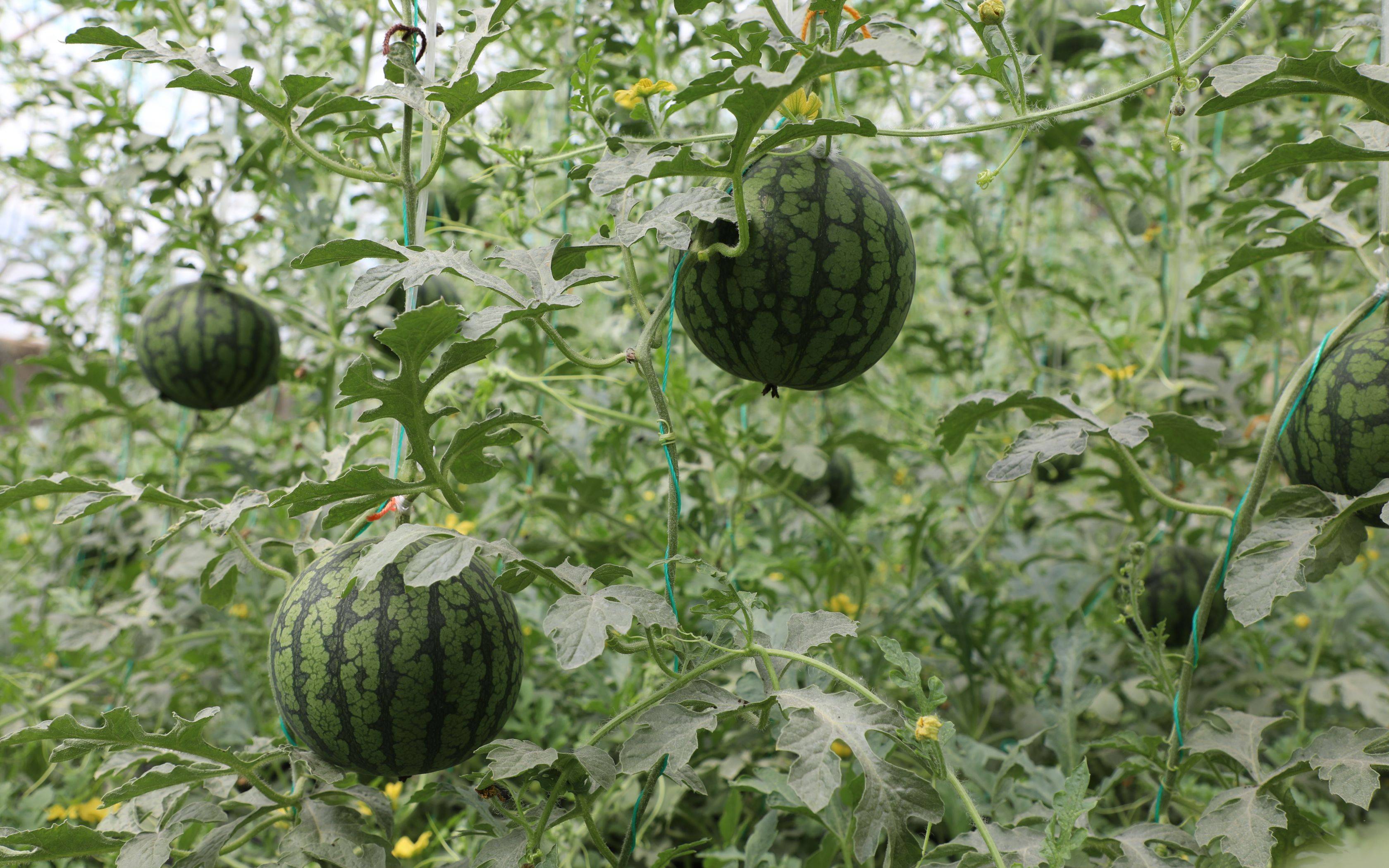 春日第一口新鲜西瓜熟了 大兴今年预产2500万个西瓜