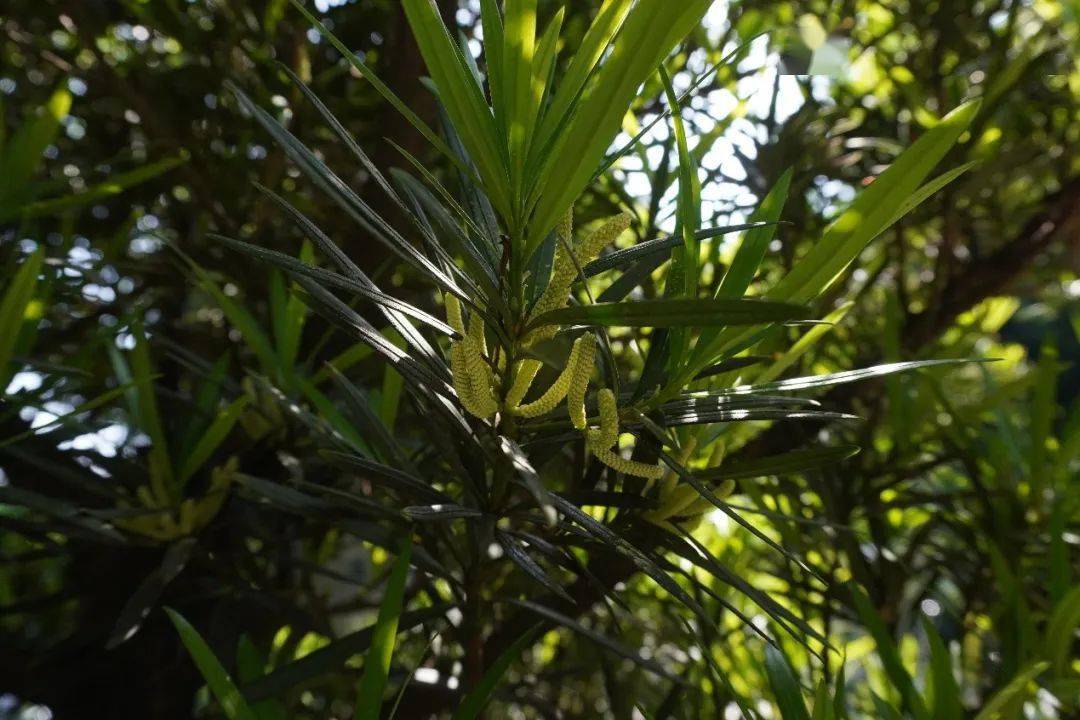 (木麻黃花序)近期我市構樹,懸鈴木,楊樹,球花石楠花期已經結束,而木