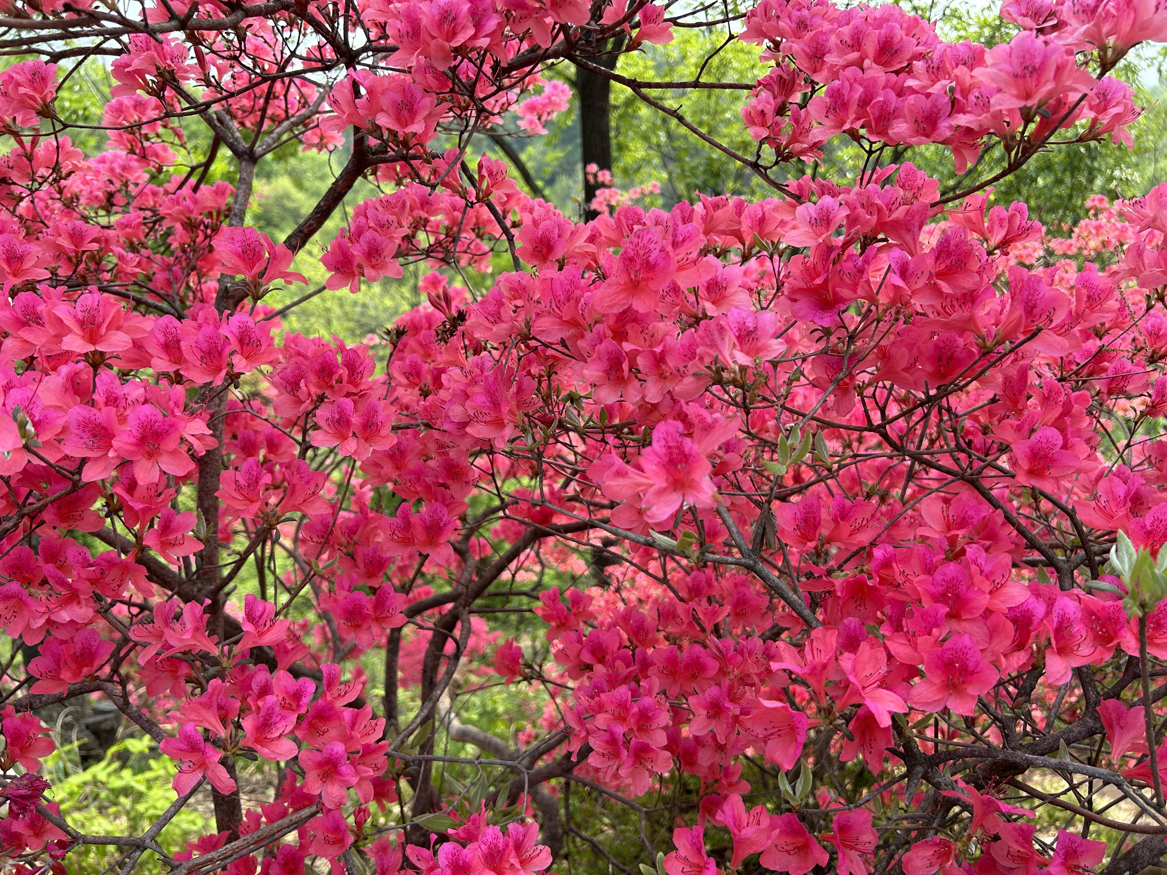 杜鹃花开游人醉