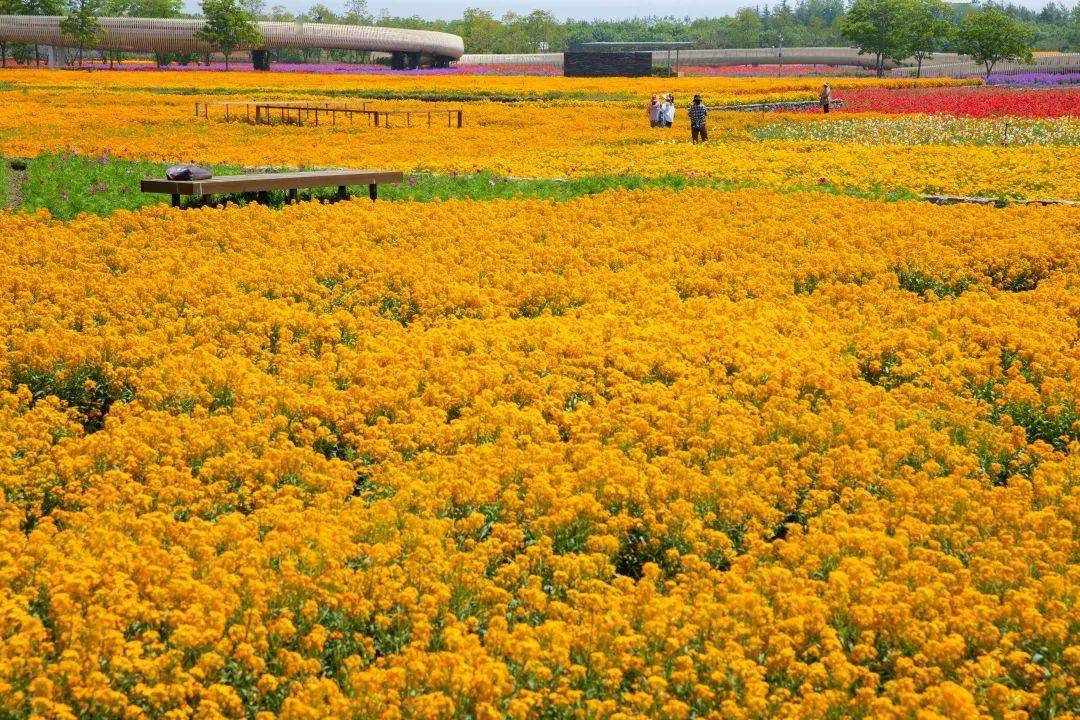 发现宿迁新美好 | 五一花情预告,2220亩花海即将开启惊艳模式~_三台山