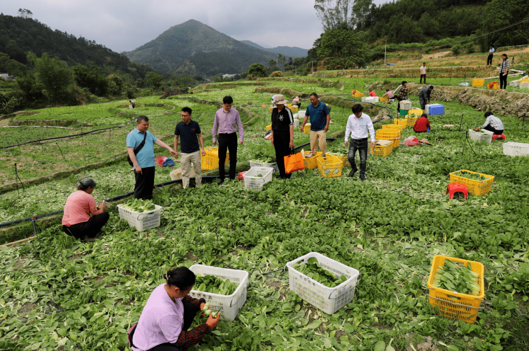 林垌村蔬菜種植基地去年12月份建立,通過土地翻土,平整,培草木基底肥