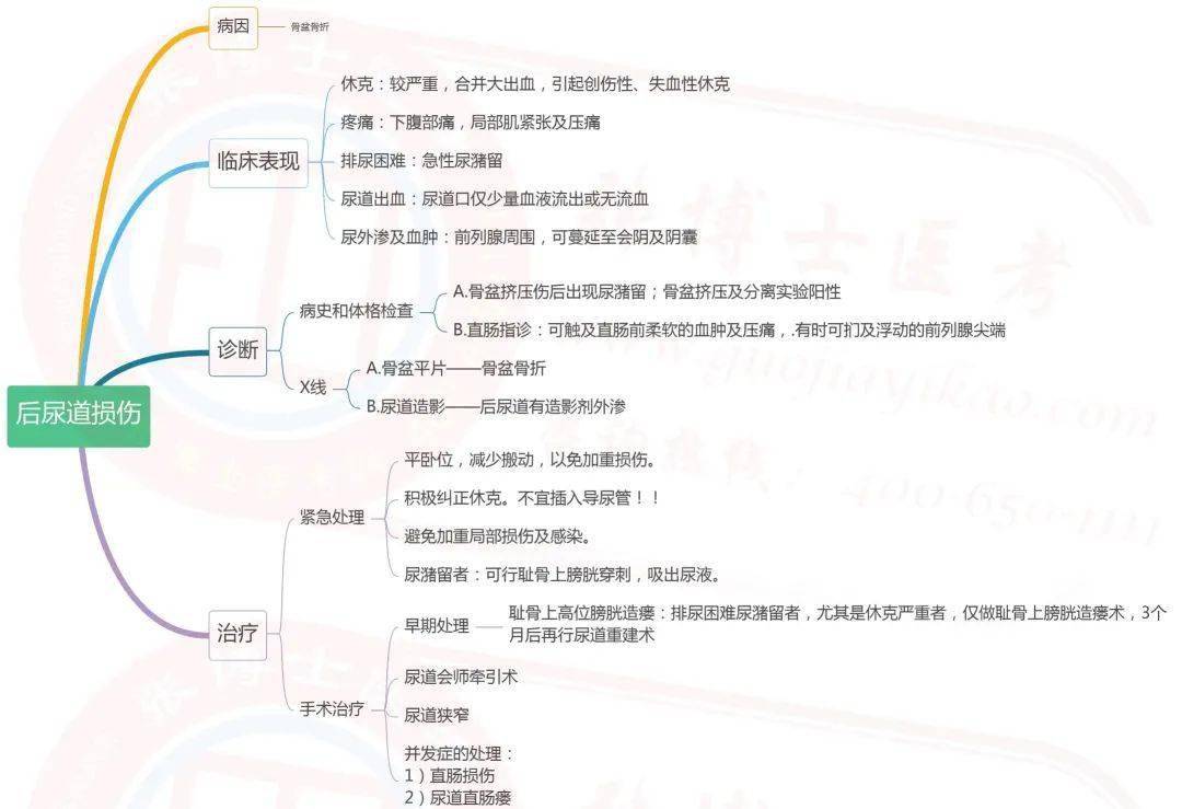 泌尿系统思维导图简单图片