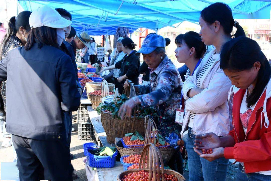 甜美樱桃 幸福鲁甸 | 小寨樱桃