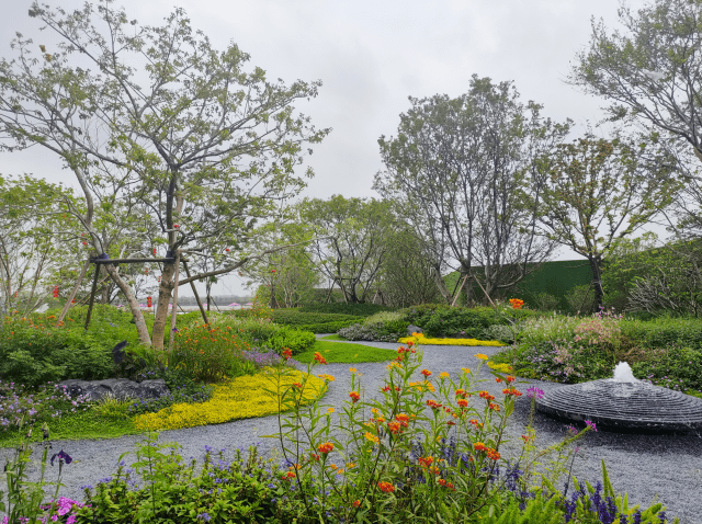 西派澜岸花境项目落地总结,附植物生长对比_金莎蔓_开花_金叶