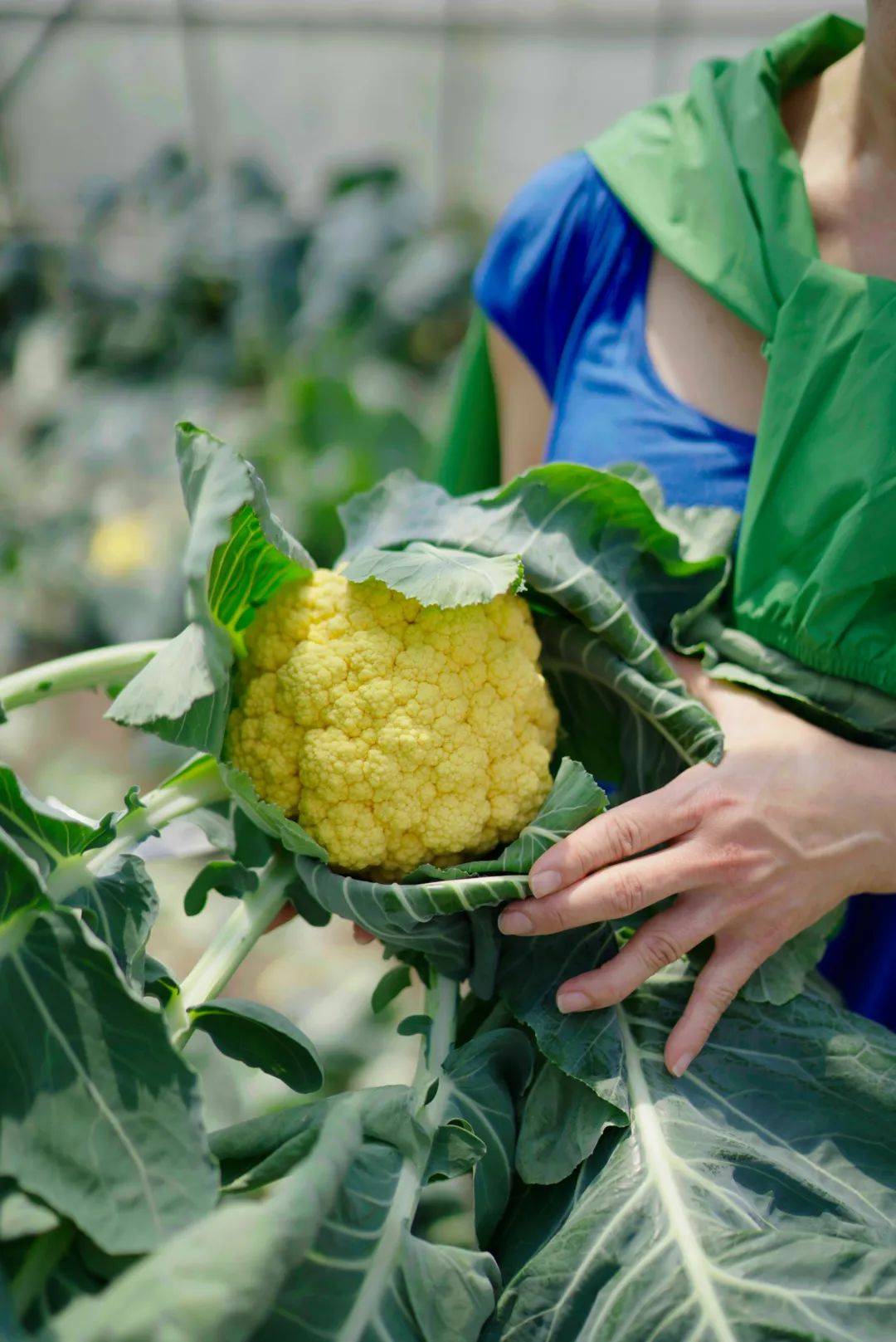 白花菜种子（中药白花菜子的批发价） 第6张