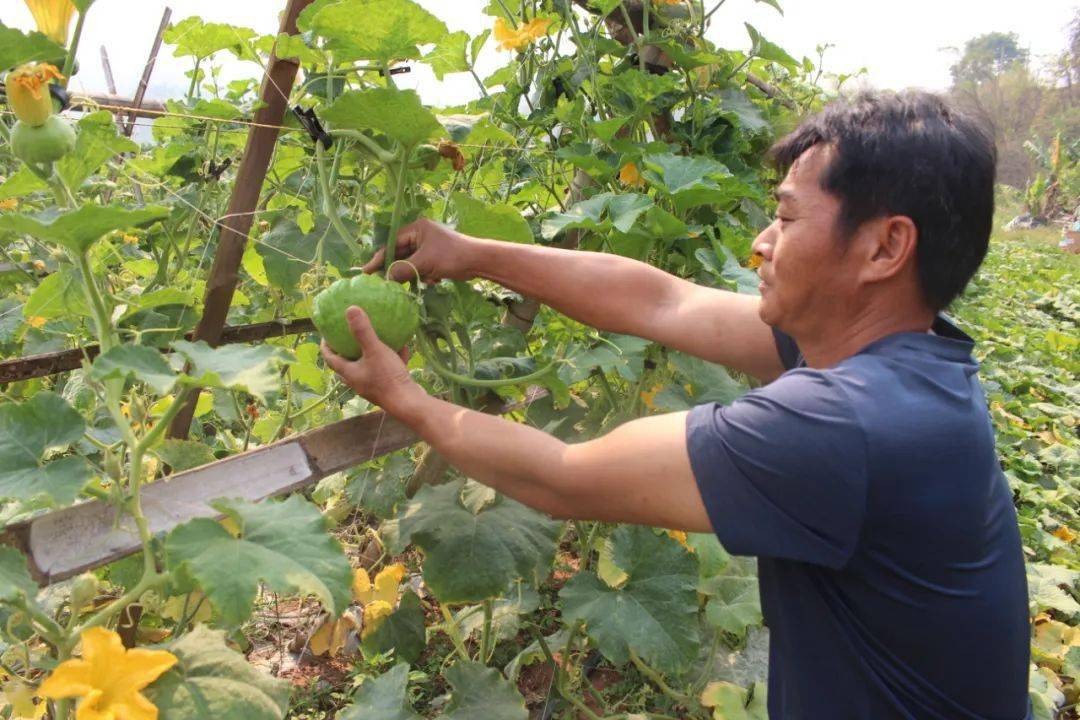 连日来,位于景谷县正兴镇勐烈村的姜柄瓜种植基地里,绿油油的藤蔓环生