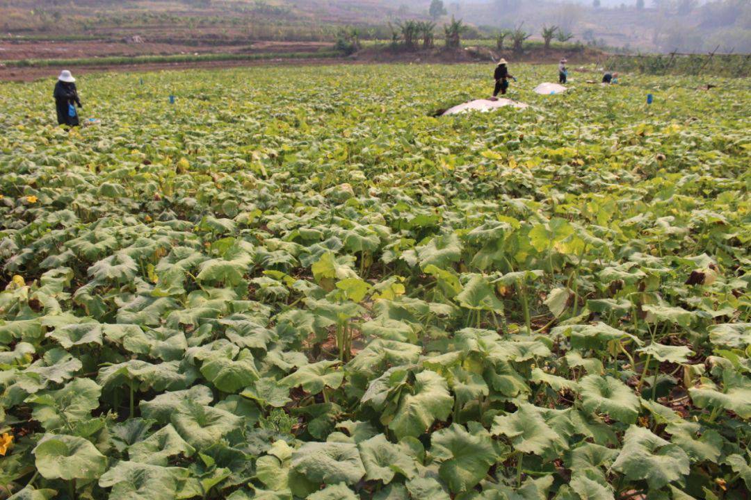 连日来,位于景谷县正兴镇勐烈村的姜柄瓜种植基地里,绿油油的藤蔓环生