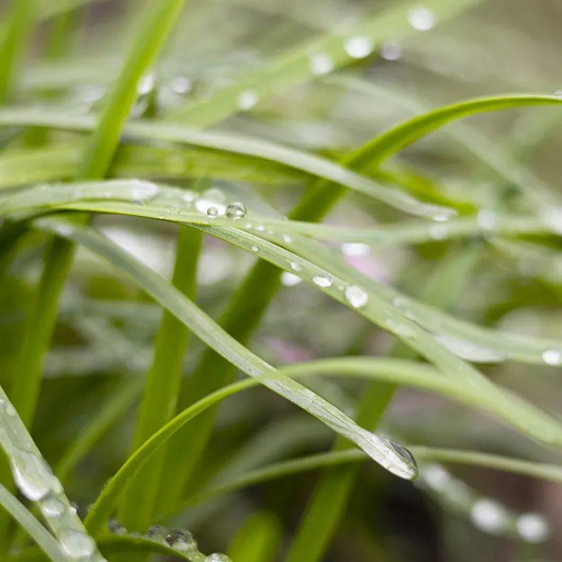 好運和希望的穀雨精神守護著每一個人,這是中華民族五千年來不滅的