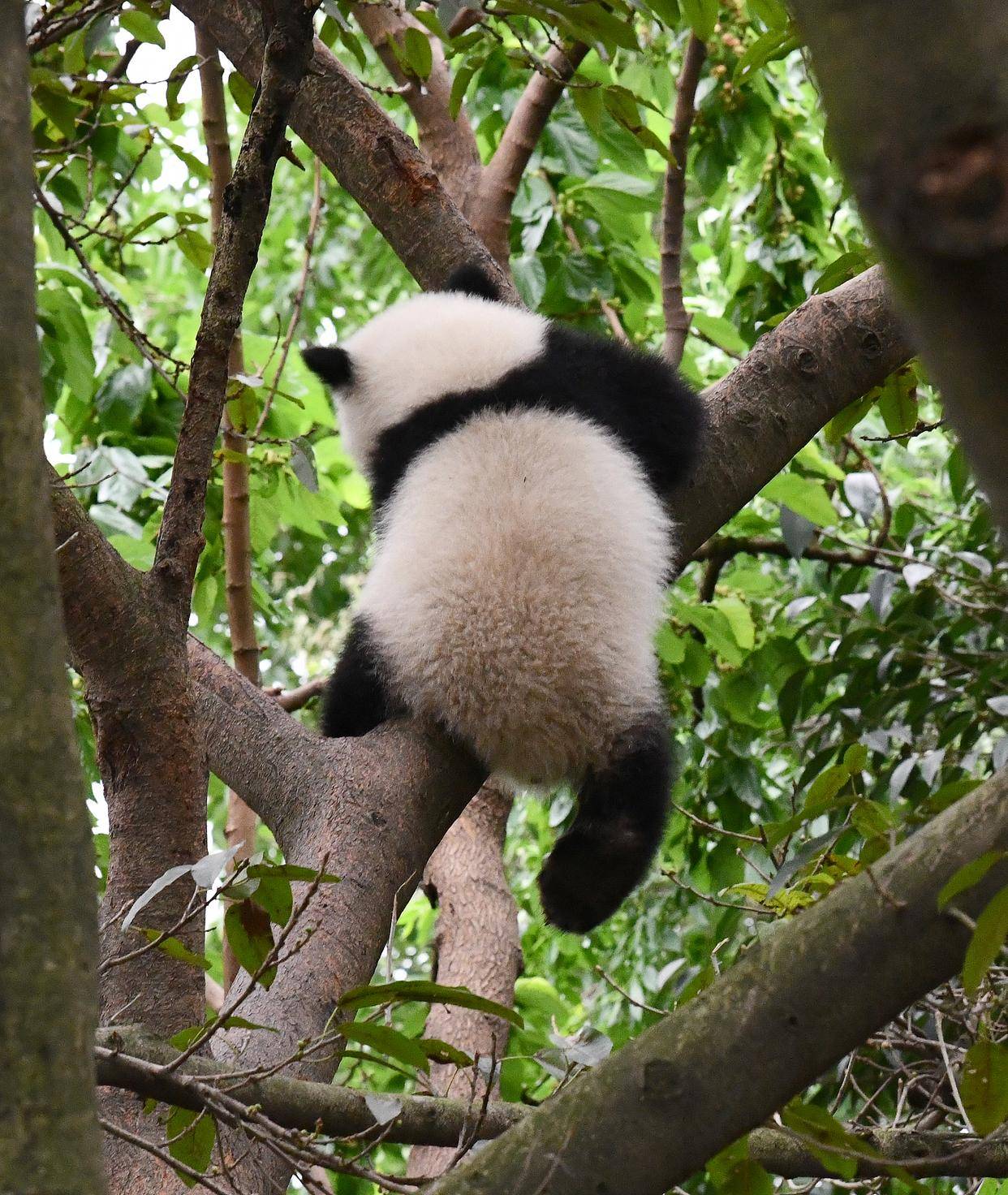 为什么大熊猫没有天敌却仅剩两千多只呢?