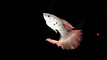 孔雀鱼刚生了小鱼怎样喂食?