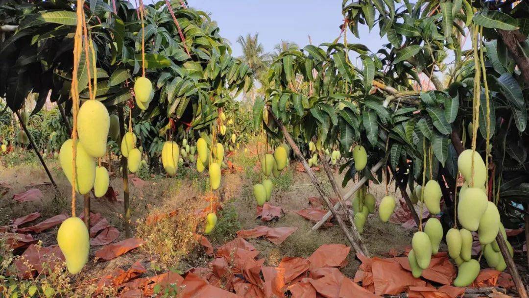 助力大量【海南金煌芒19.