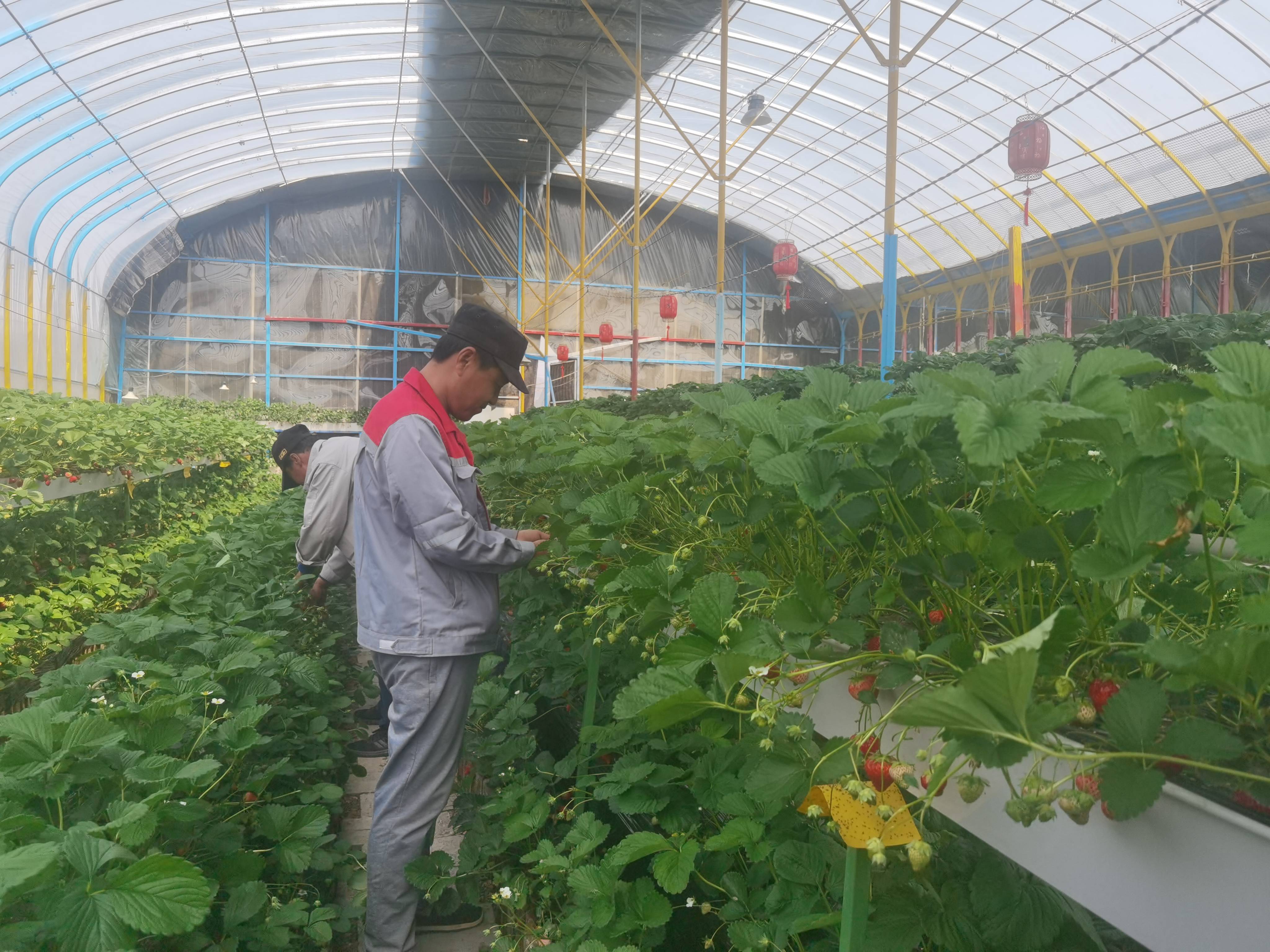 广州首家【空中草莓园】！足足15亩大，任摘任吃！_种植