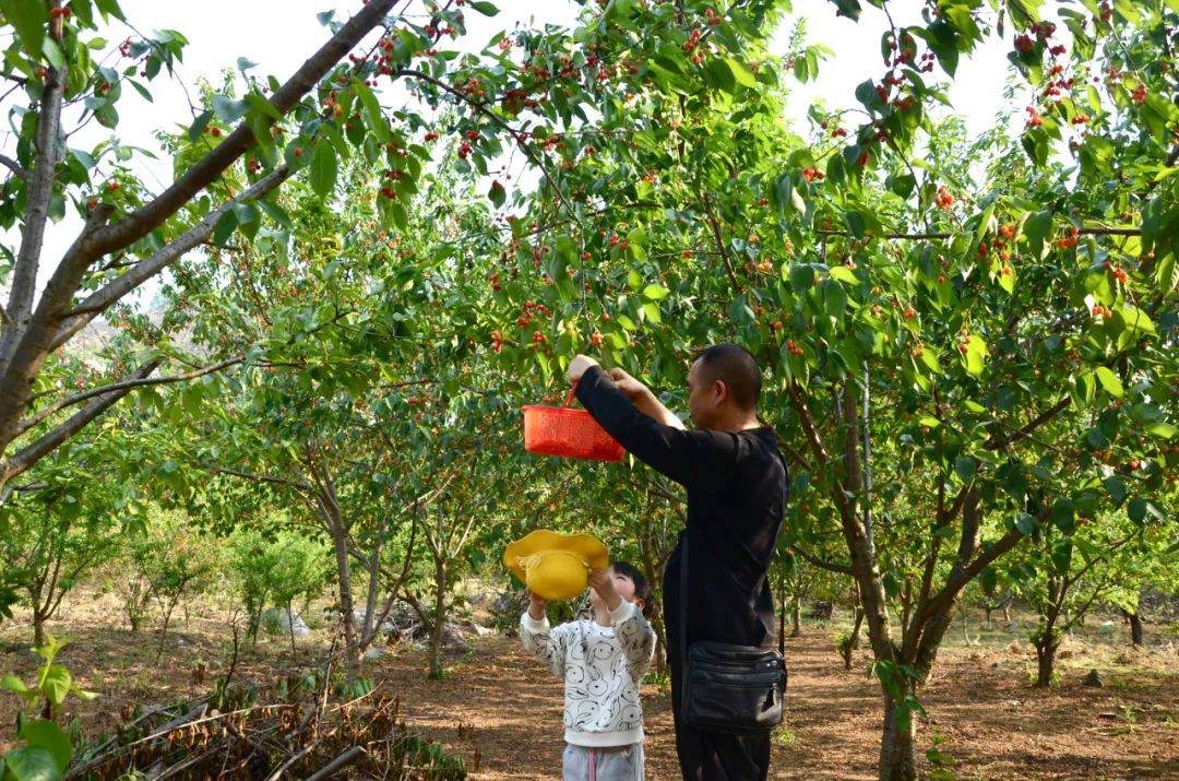织金县官寨乡:"樱"有尽有助力群众增收_樱桃_游客_产业