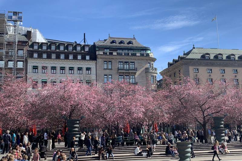 瑞典:斯德哥尔摩樱花盛开_国王_花园_市民