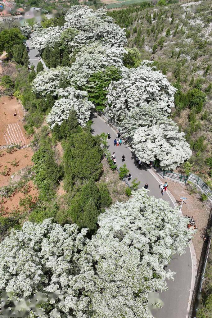 潍坊:流苏花绽放_青州市_邵庄镇_牛筋