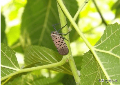 斑衣蜡蝉在葡萄园中的危害及防治技术措施_若虫_汁液_虫口