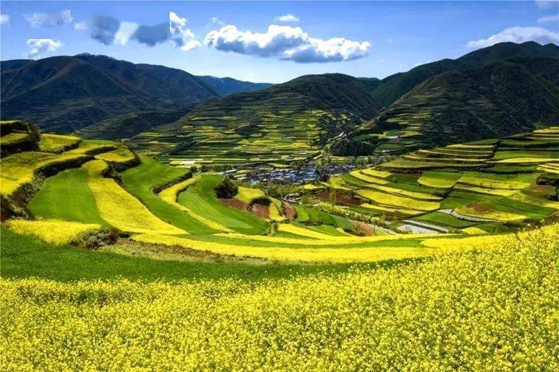 快来看,武山的油菜花开啦_旅游_全域_龙台