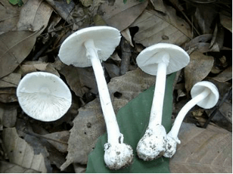 致命白毒伞——广东毒蘑菇“头号杀手”_有毒_食用_症状