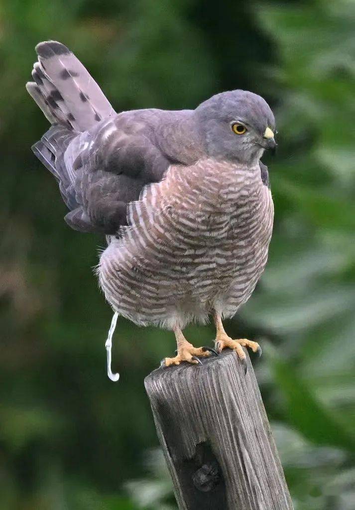 "棕色猎人"~~褐耳鹰_保护_猎物_动物