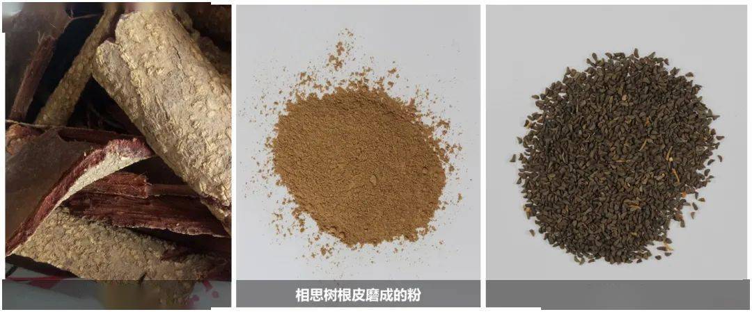 相思树皮药用价值图片