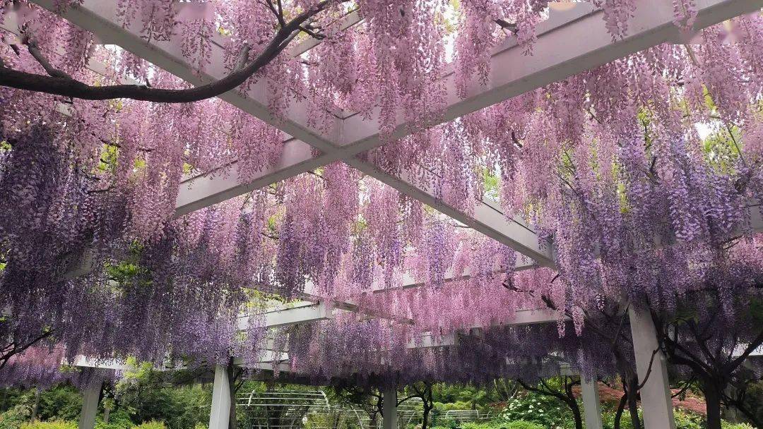 清涧公园紫藤花图片