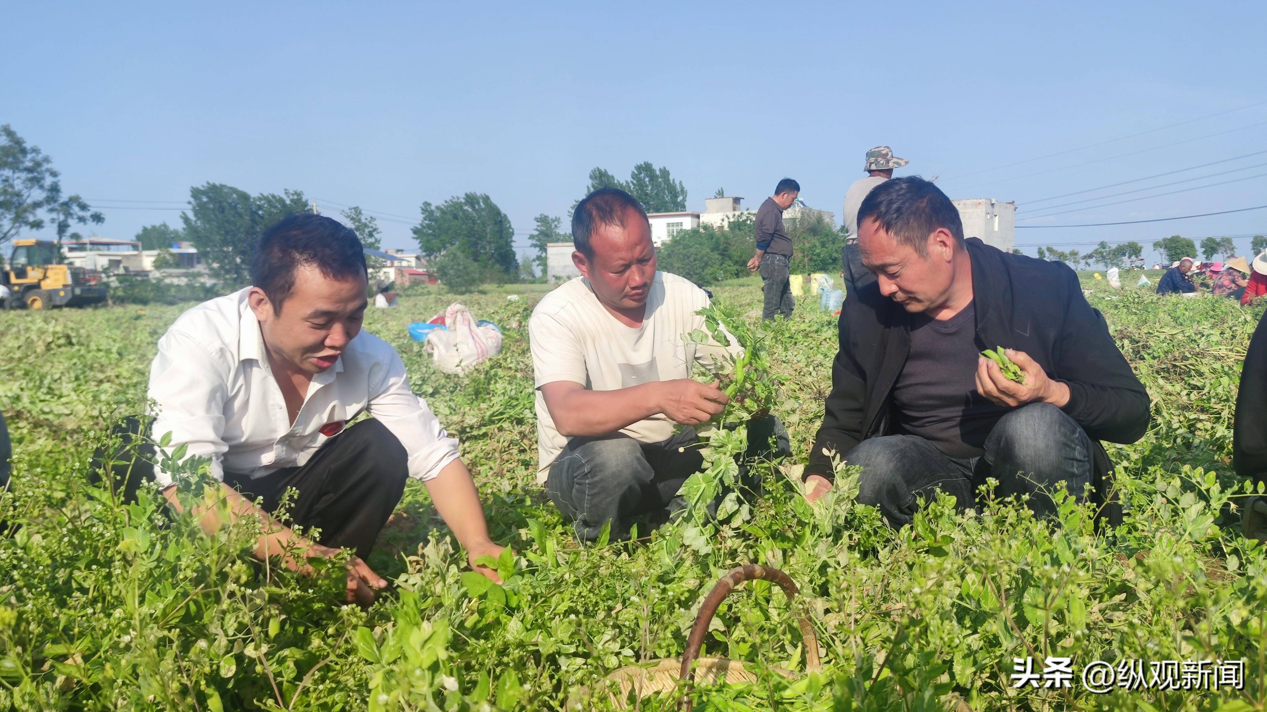 社旗县苗店镇:豌豆丰收采摘忙 产业兴旺助增收_种植_发展_蔬菜