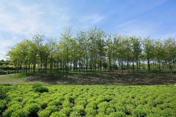 【大美满城】复兴公园绿树荫浓_李静_张宇杰_田素然