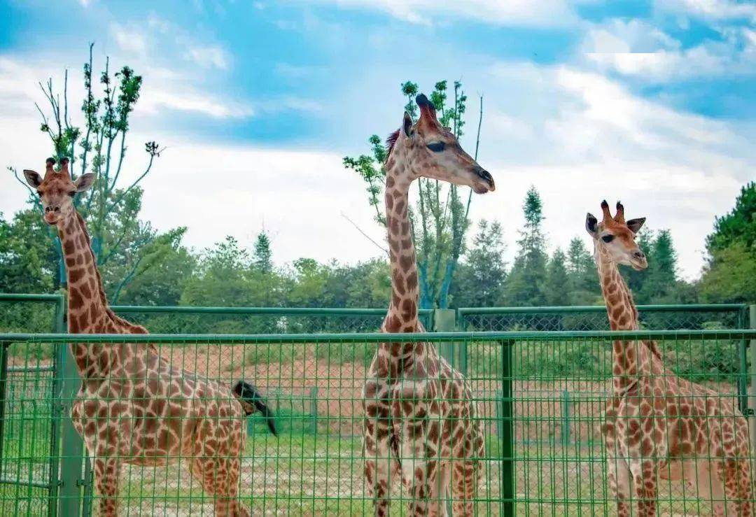 【五一提前1天预定】汉寿野生动物园!