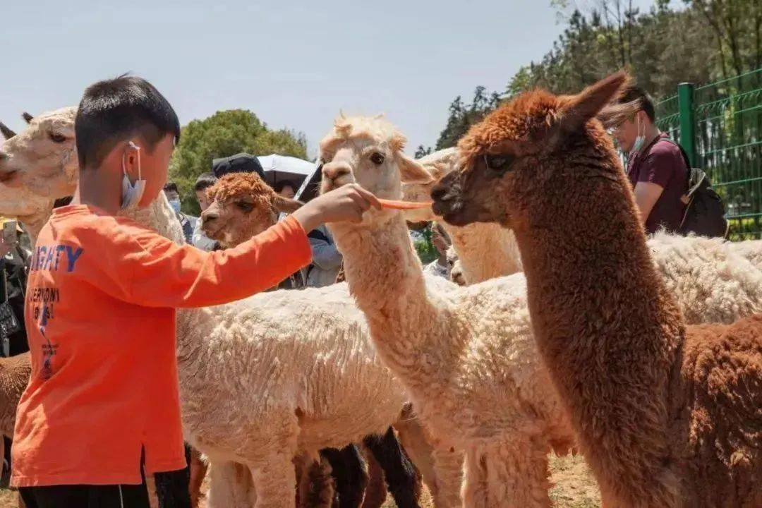 【五一提前1天預定】漢壽野生動物園!