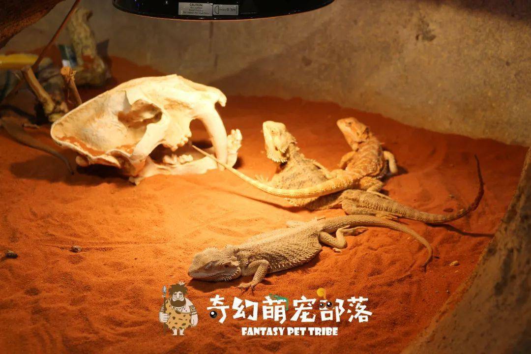 室内创新互动型"海陆空三栖"宠物主题乐园即将开业!_部落_自然_科普