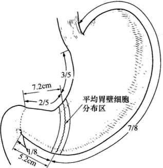 減少胃切除手術失誤的10個解剖細節_十二指腸_動脈_幽門