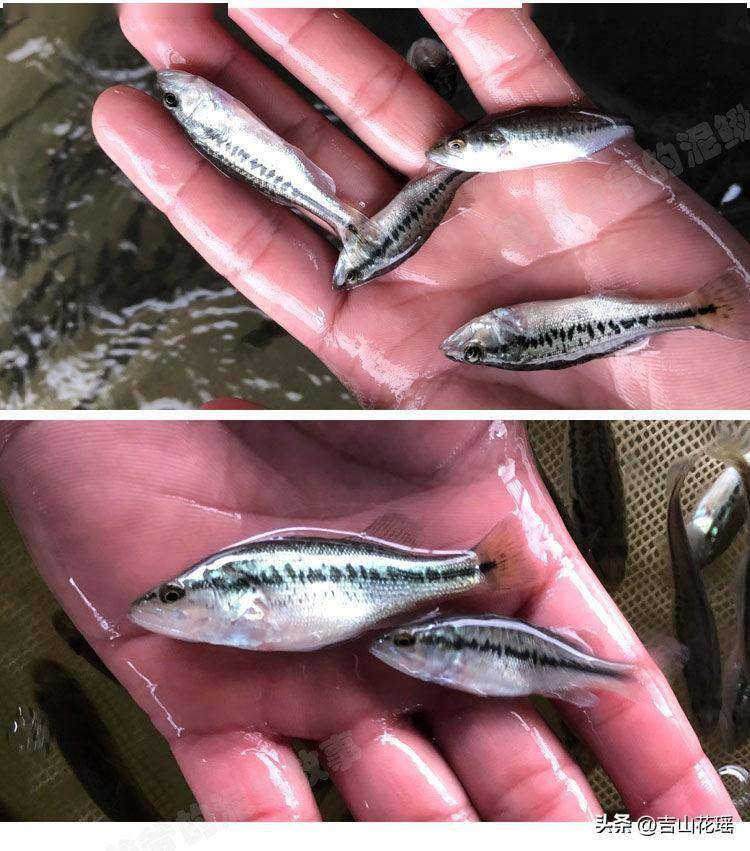 大口黑鲈池塘养殖技术_cm_鱼苗_生物