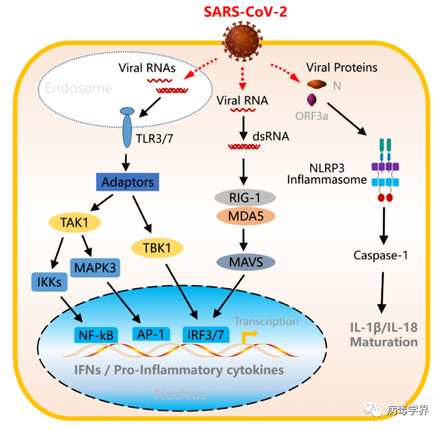 其病毒成分通過激活toll樣受體(tlr),rig-i和炎症小體等多種模式識別