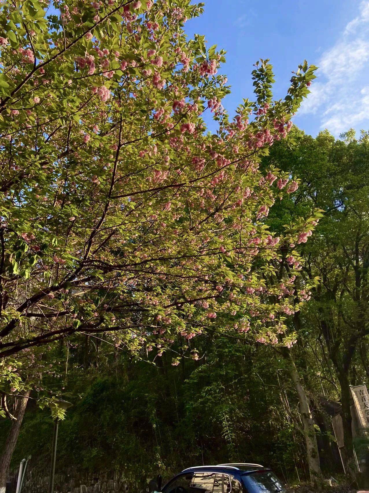 暮春已至回眸吉大这一春的芳菲