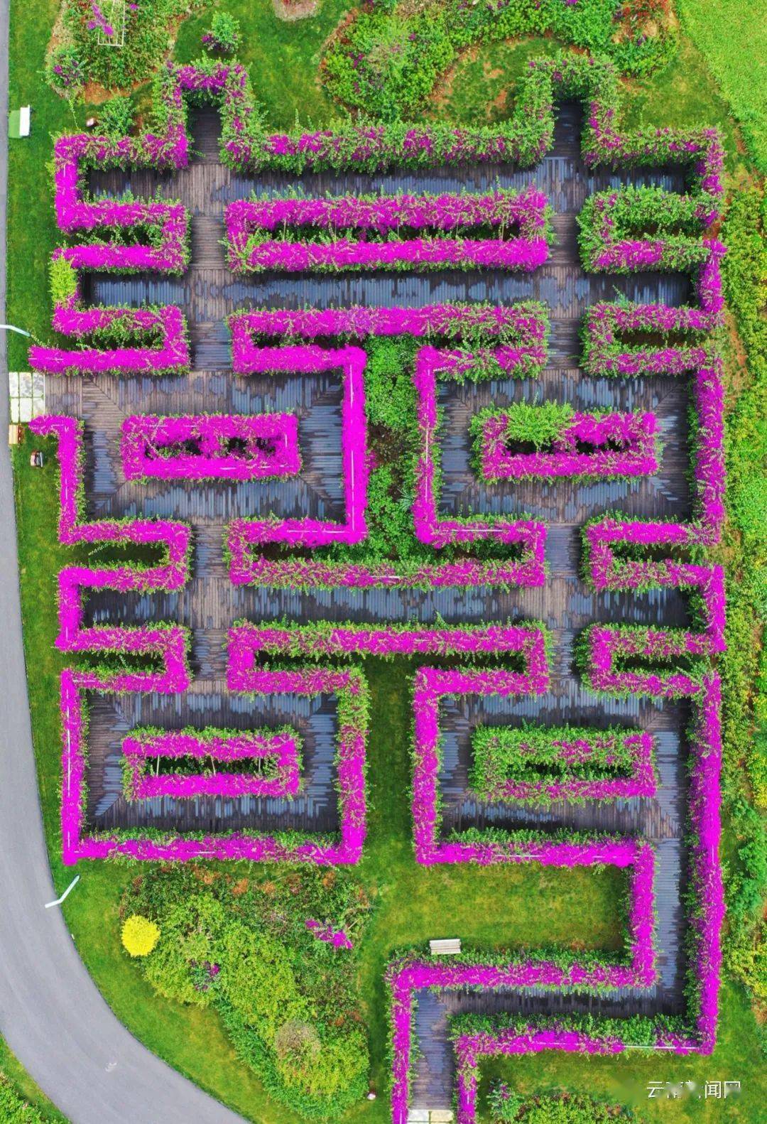 弥勒:三角梅迷宫燃动春色